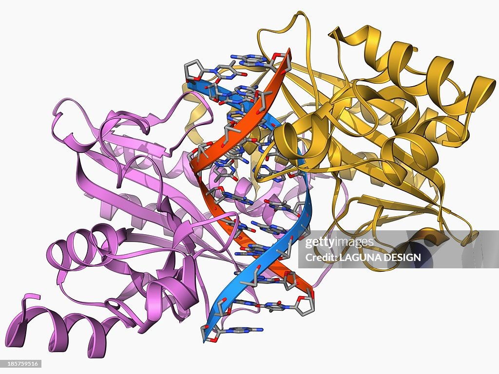 EcoRV restriction enzyme molecule