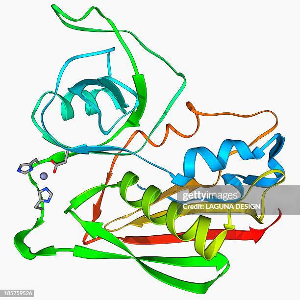staphylococcal enterotoxin c2 molecule - gastroenteritis stock-grafiken, -clipart, -cartoons und -symbole