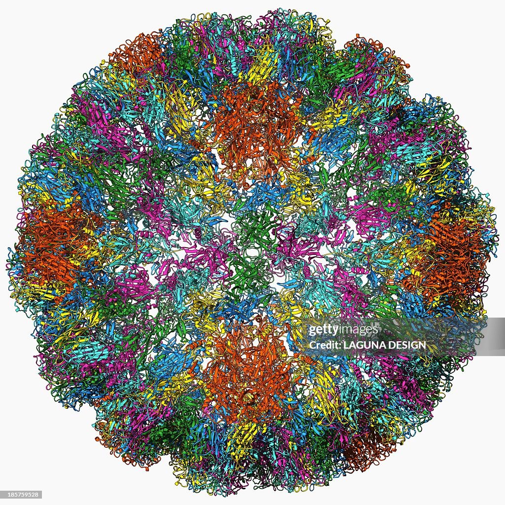 SV40 virus capsid, molecular model