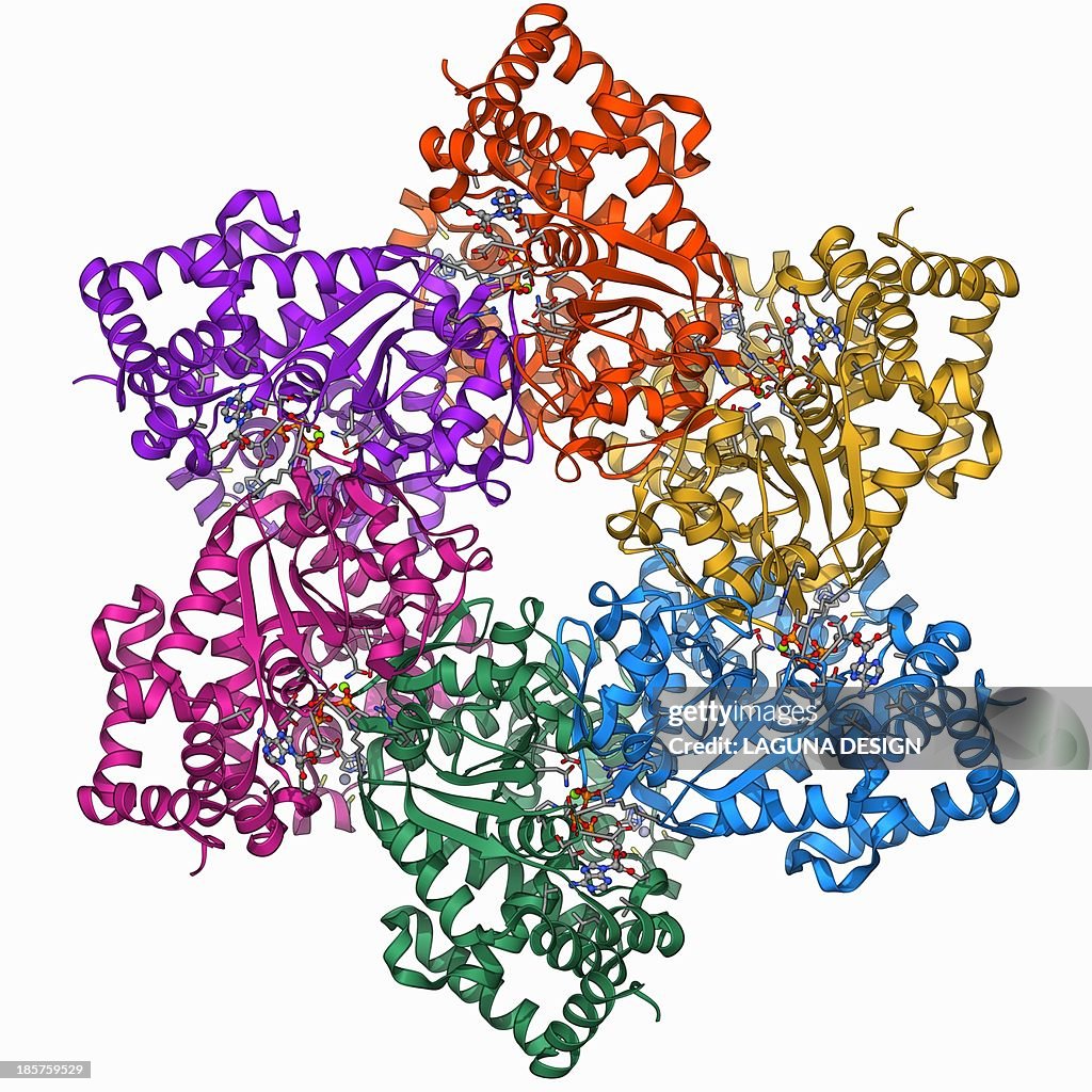 DNA helicase molecule