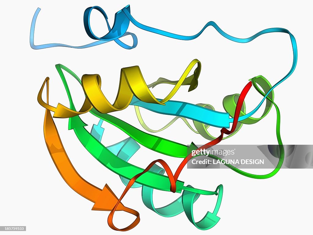 Simian virus SV40 large T antigen