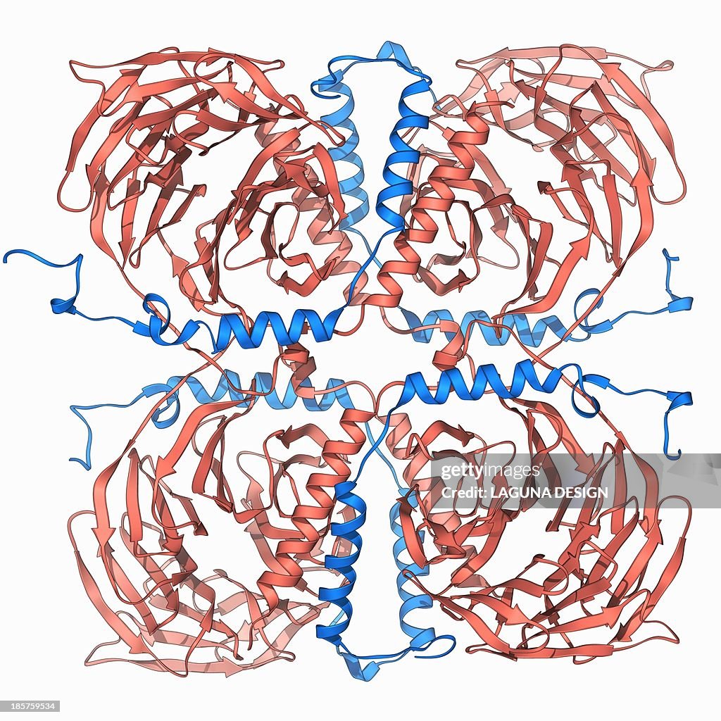 Transducin protein beta-gamma complex