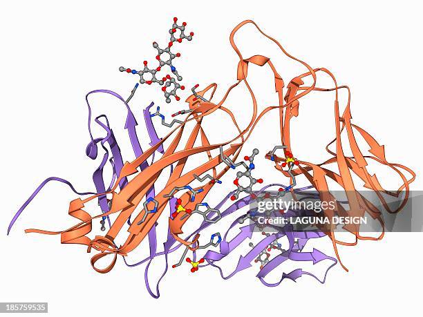 t cell receptor, molecular model - t cell stock illustrations