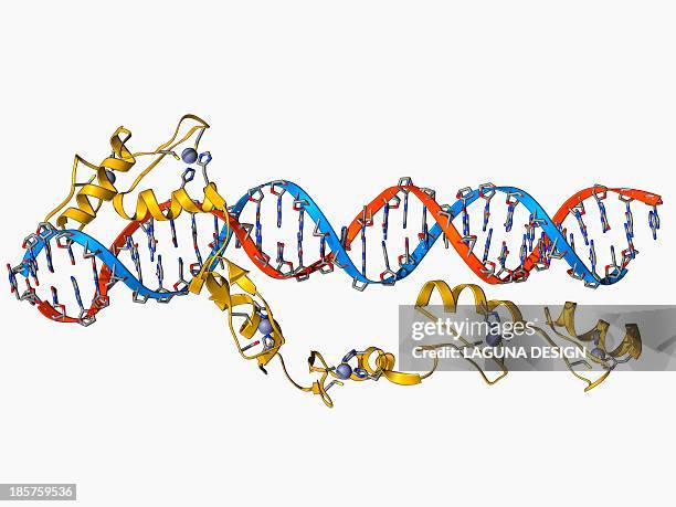 stockillustraties, clipart, cartoons en iconen met transcription factor and ribosomal rna - ribosomal rna