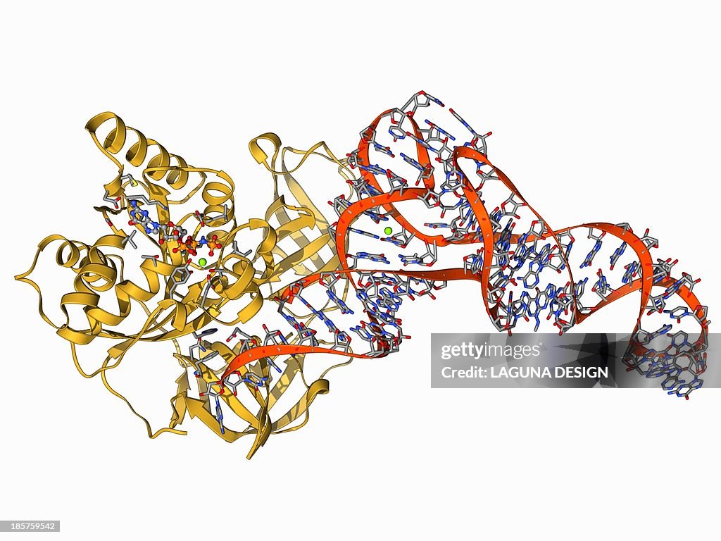 Elongation factor Tu and tRNA