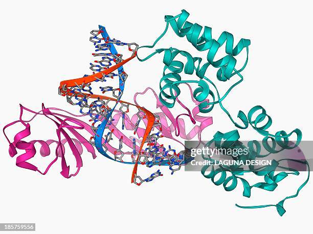 Complex Binding Binding (Molecular) Photos and Premium High Res Pictures - Getty Images