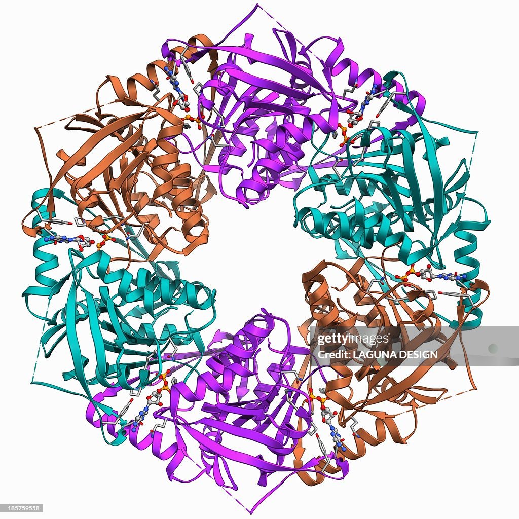 Bacteriophage ATPase molecule
