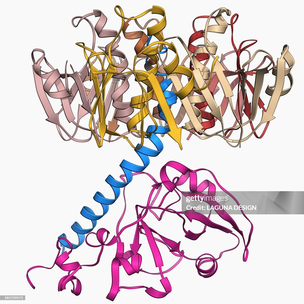 Cholera toxin molecule