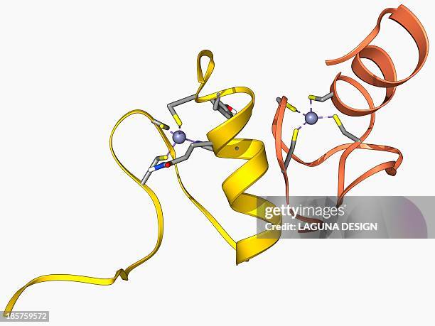 gata transcription factor and zinc finger - gata stock illustrations