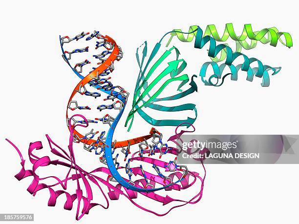 Complex Binding Binding (Molecular) Photos and Premium High Res Pictures - Getty Images