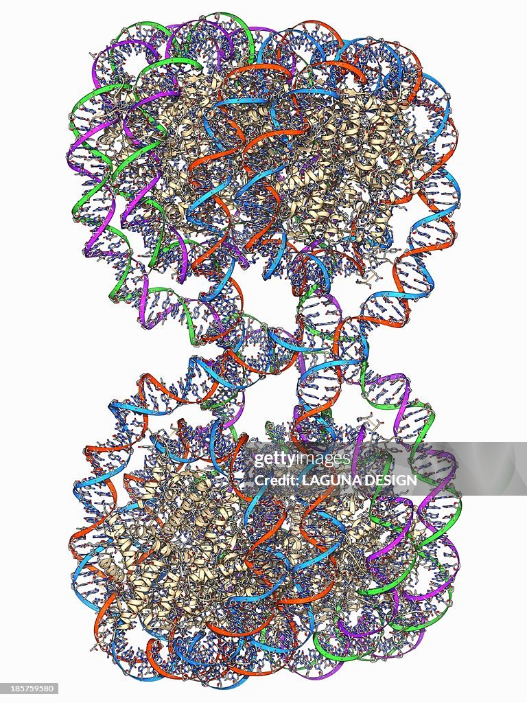 DNA tetranucleosome, molecular model