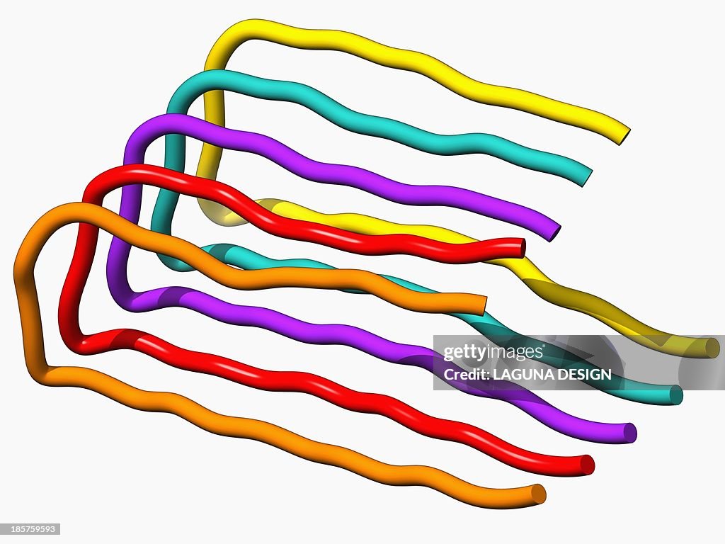 Amyloid beta protein molecule