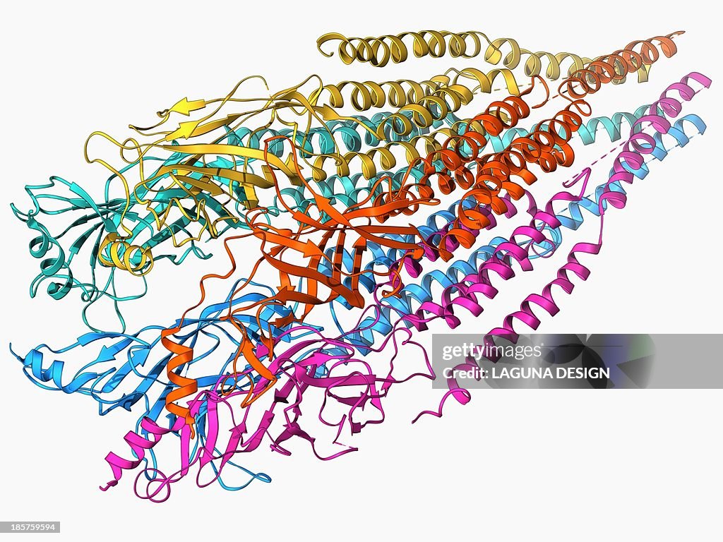 Acetylcholine receptor molecule