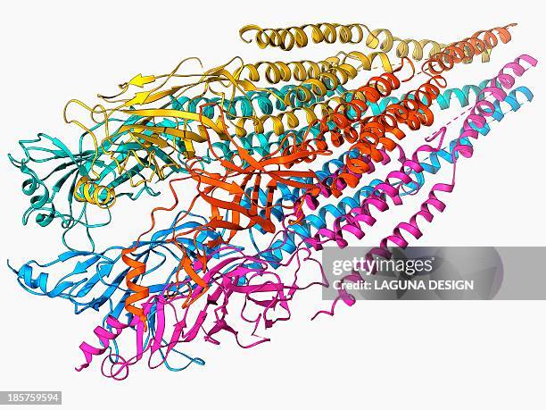 acetylcholine receptor molecule - acetylcholine molecule stock illustrations