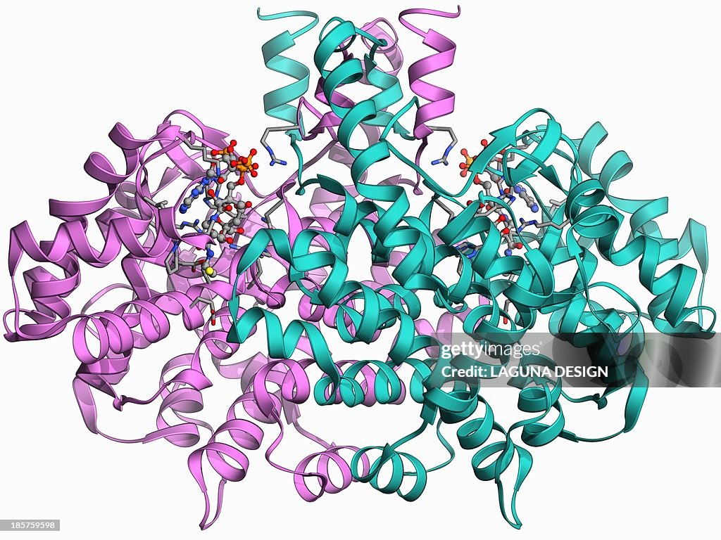 Citrate synthase molecule