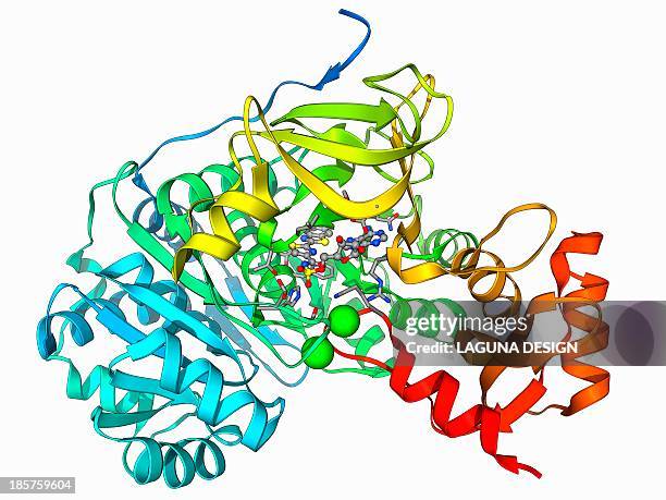 bioluminescent enzyme molecule - bioluminescence stock illustrations