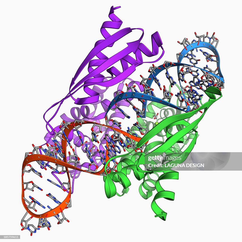 Double-stranded RNA-ribonuclease III
