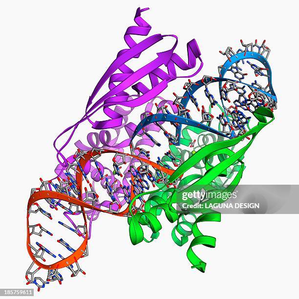 double-stranded rna-ribonuclease iii - double stranded virus stock illustrations