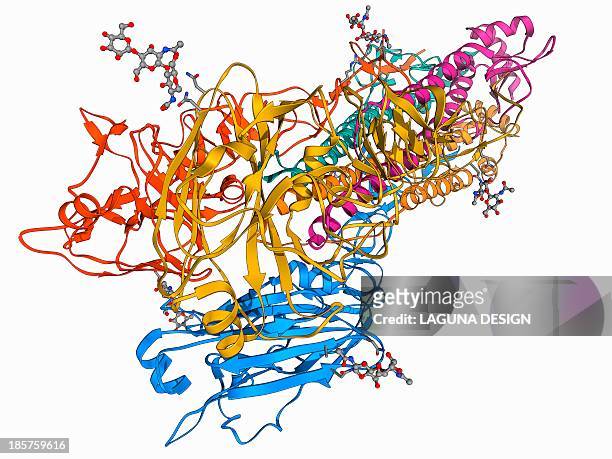 h5n1 haemagglutinin protein subunit - bird flu stock illustrations