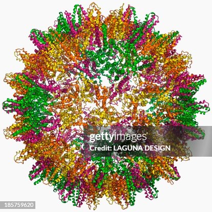 Hepatitis B virus capsid, molecular model Hepatitis B virus capsid, molecular model
