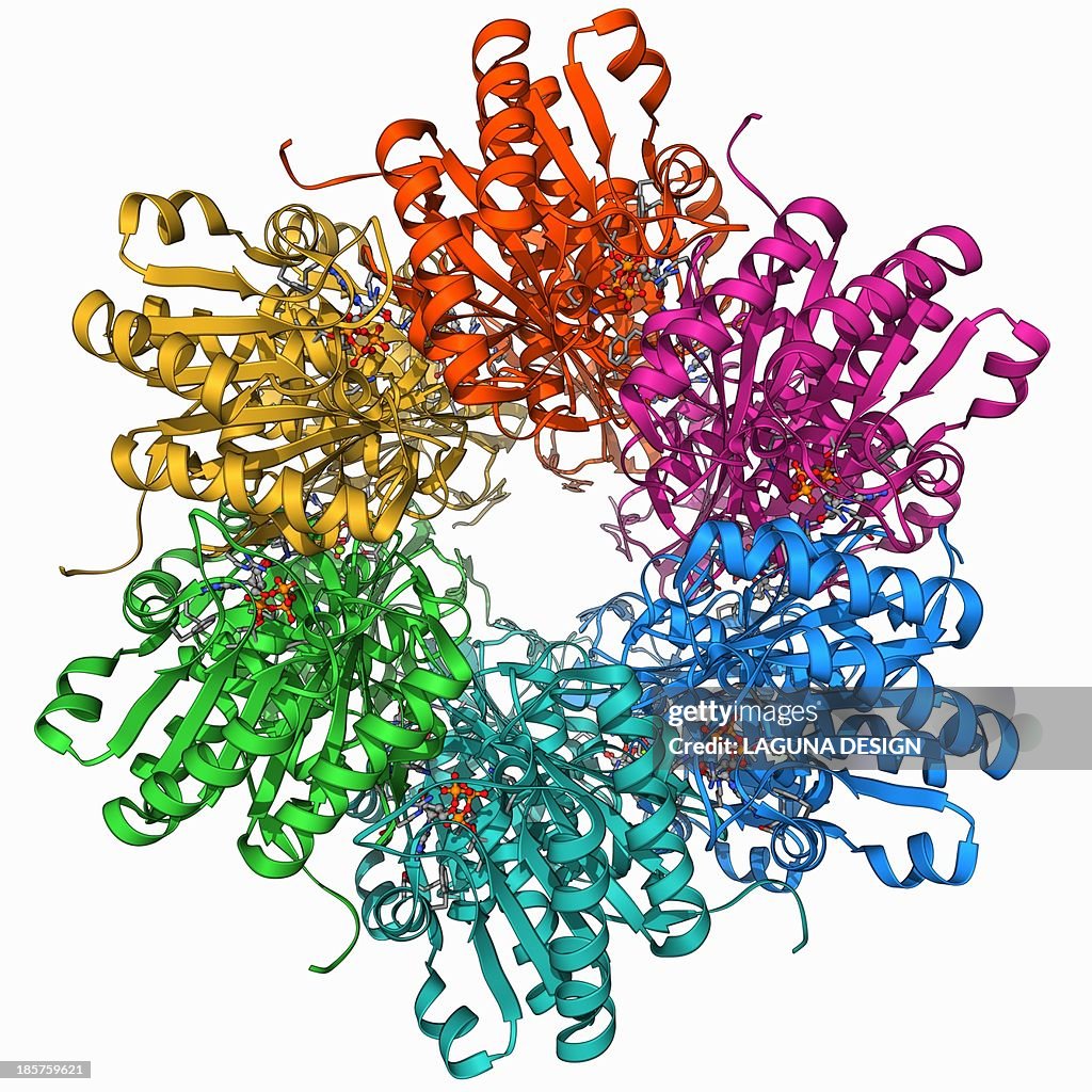 Cyanobacterial circadian clock protein