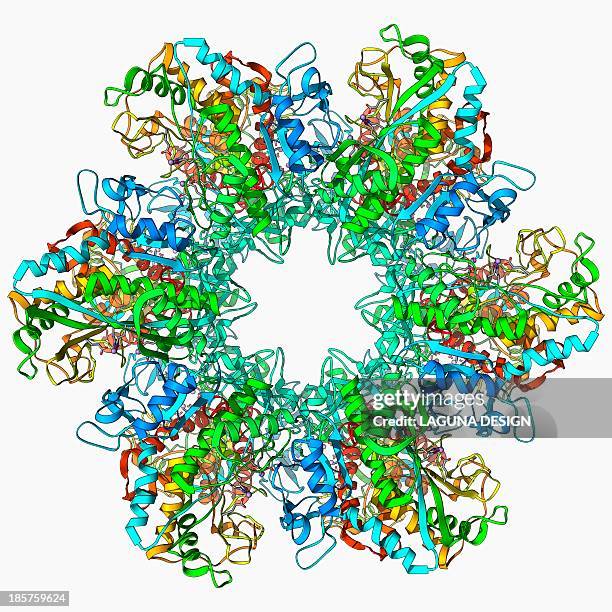 ilustrações de stock, clip art, desenhos animados e ícones de glutamine synthetase enzyme - glutamina
