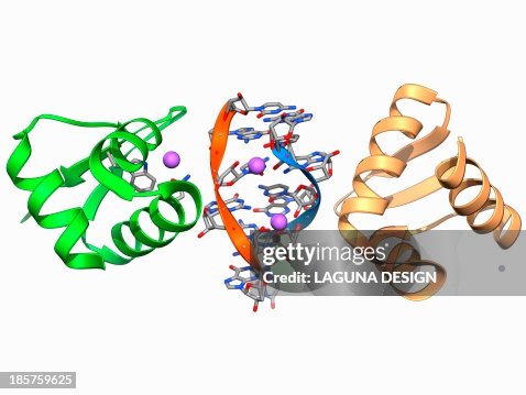 RNA-editing enzyme, molecular model RNA-editing enzyme, molecular model