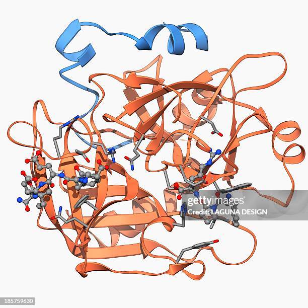 thrombin protein, molecular model - enzyme stock illustrations