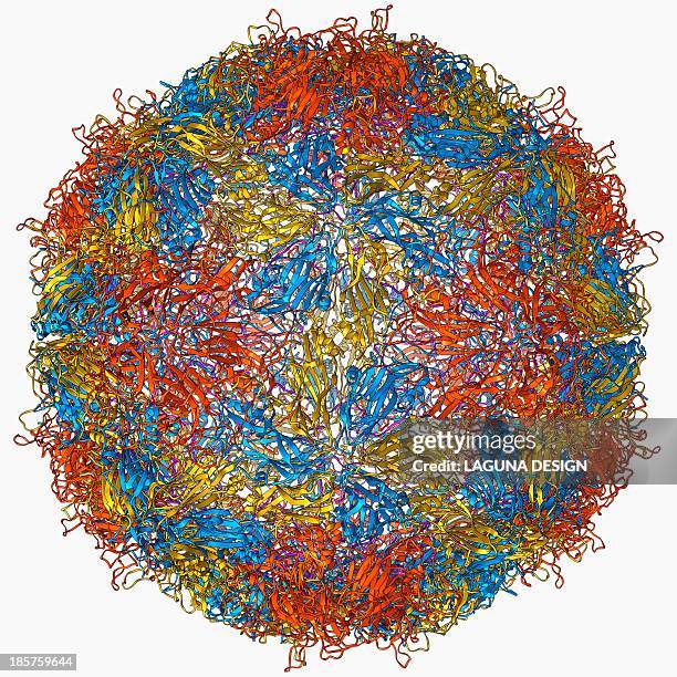 illustrazioni stock, clip art, cartoni animati e icone di tendenza di mengovirus capsid, molecular model - picornaviridae