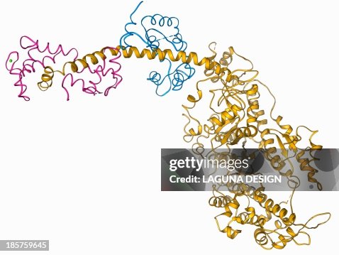 Molecular motor protein Molecular motor protein