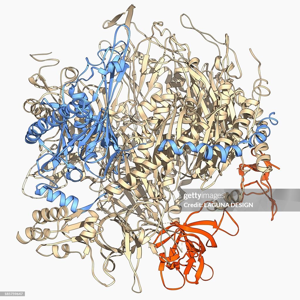 RNA exosome complex, molecular model