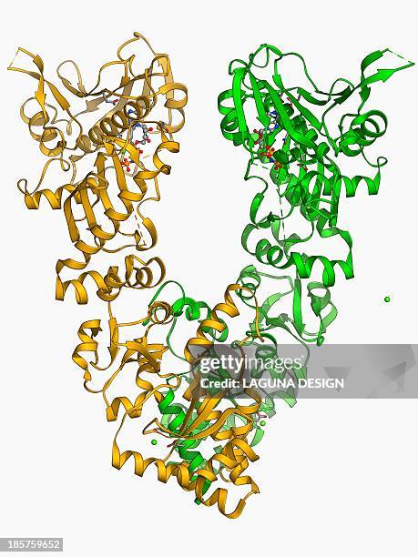 endoplasmic reticulum chaperone protein - endoplasmic reticulum stock illustrations