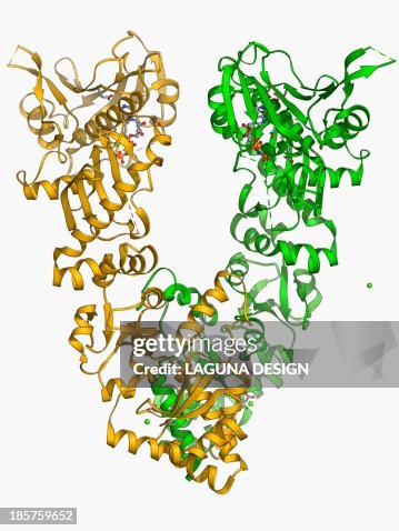 Endoplasmic reticulum chaperone protein Endoplasmic reticulum chaperone protein