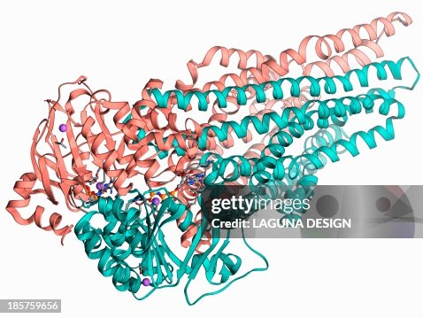 Multidrug transporter molecule Multidrug transporter molecule