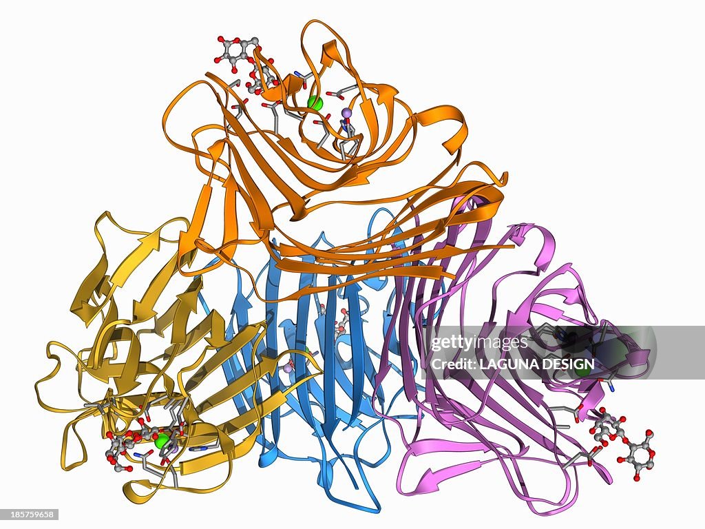 Lactose binding protein molecule