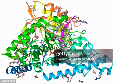 PolyA polymerase and RNA PolyA polymerase and RNA