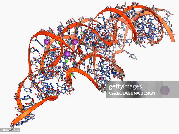 ilustraciones, imágenes clip art, dibujos animados e iconos de stock de metal-sensing rna molecule - nucleótido