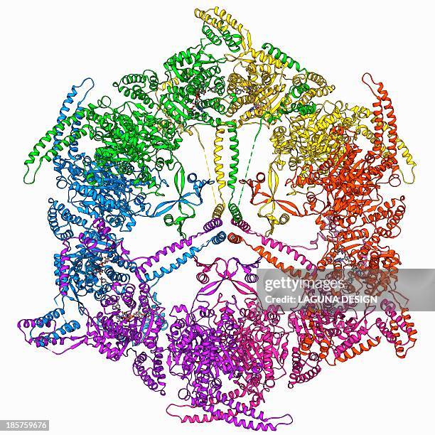 fatty acid synthase molecule - fatty acid stock-grafiken, -clipart, -cartoons und -symbole