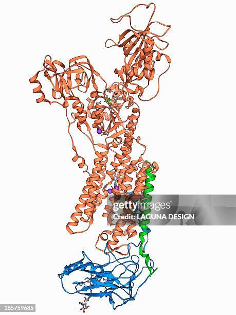 ilustraciones, imágenes clip art, dibujos animados e iconos de stock de sodium-potassium ion pump protein - mitocondria