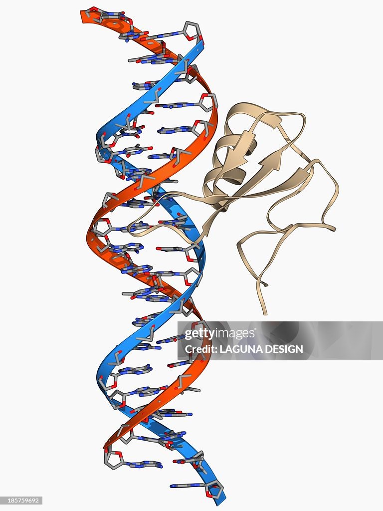 DNA and MECP2 complex, molecular model