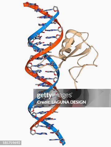 DNA and MECP2 complex, molecular model DNA and MECP2 complex, molecular model