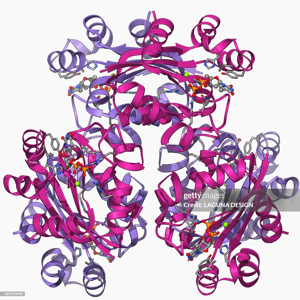Nucleoside diphosphate kinase molecule