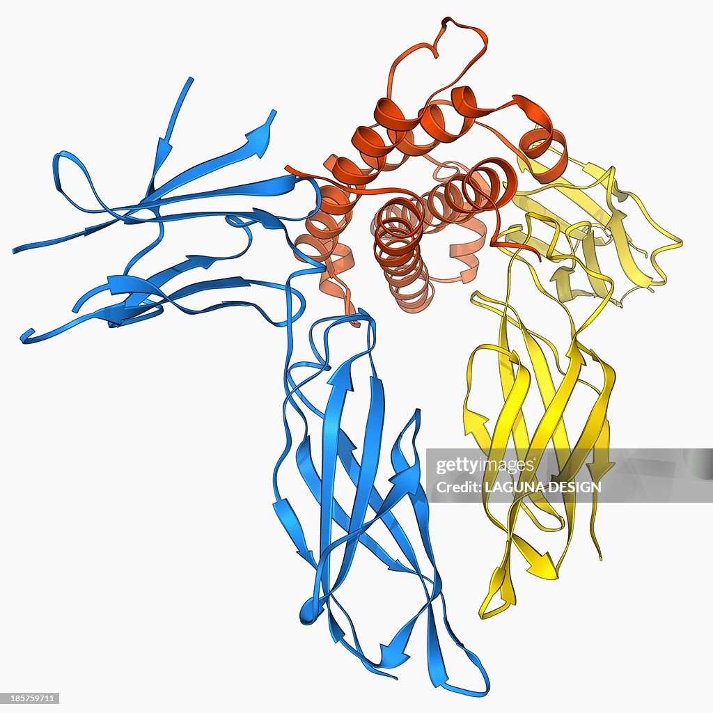 Gh1 Human Growth Hormone Molecule High-Res Vector Graphic - Getty Images