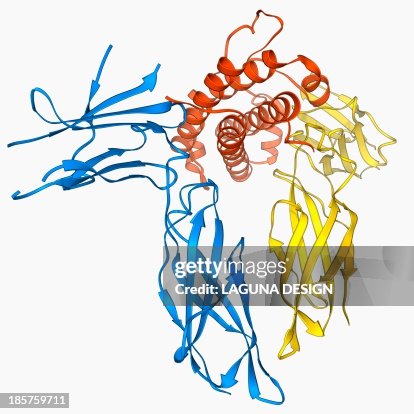 Human growth hormone molecule Human growth hormone molecule