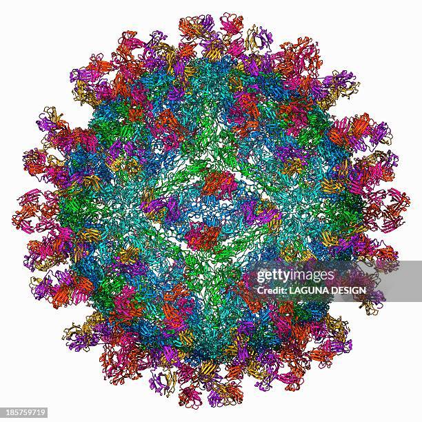 west nile virus and antibodies - west nile virus stock illustrations