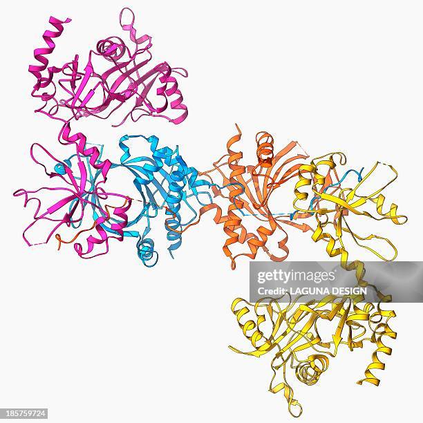 mrna capping apparatus - rna stock-grafiken, -clipart, -cartoons und -symbole