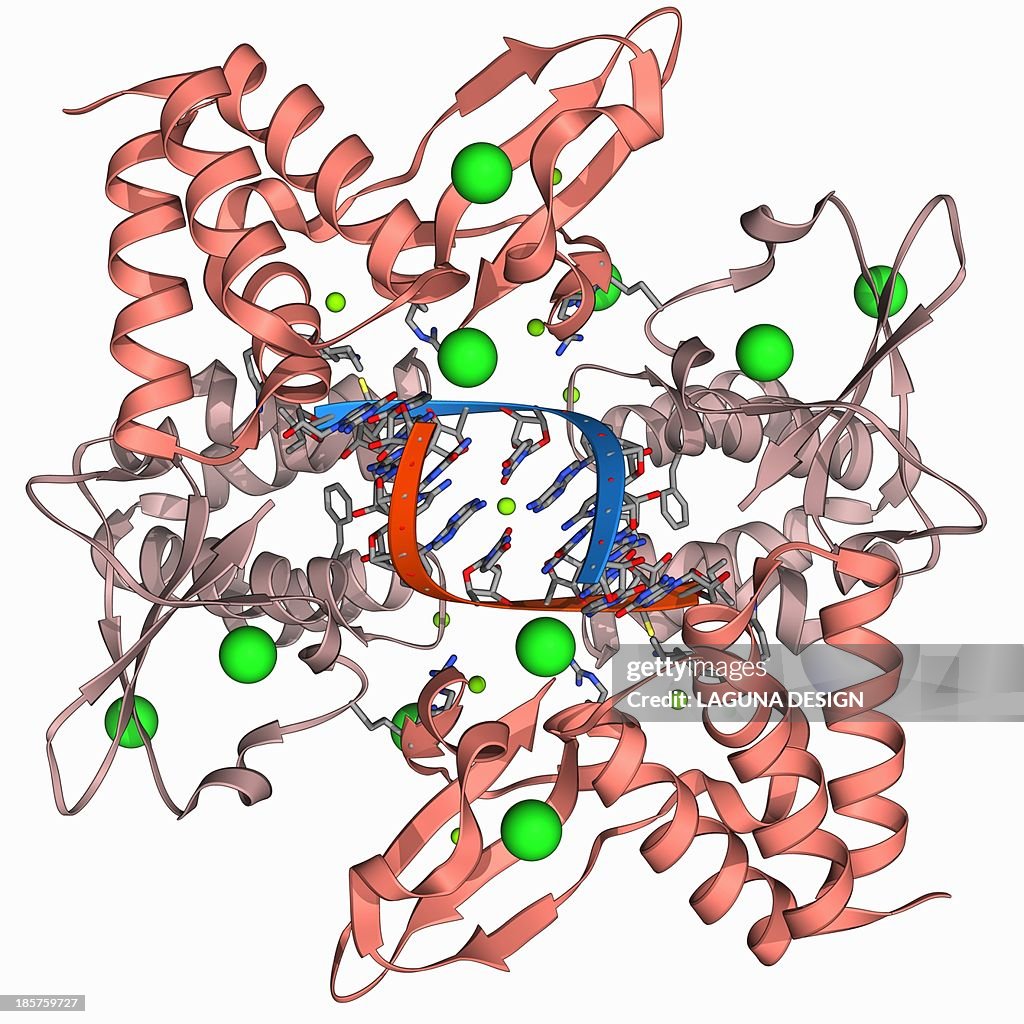 Ebola viral protein 35 and RNA