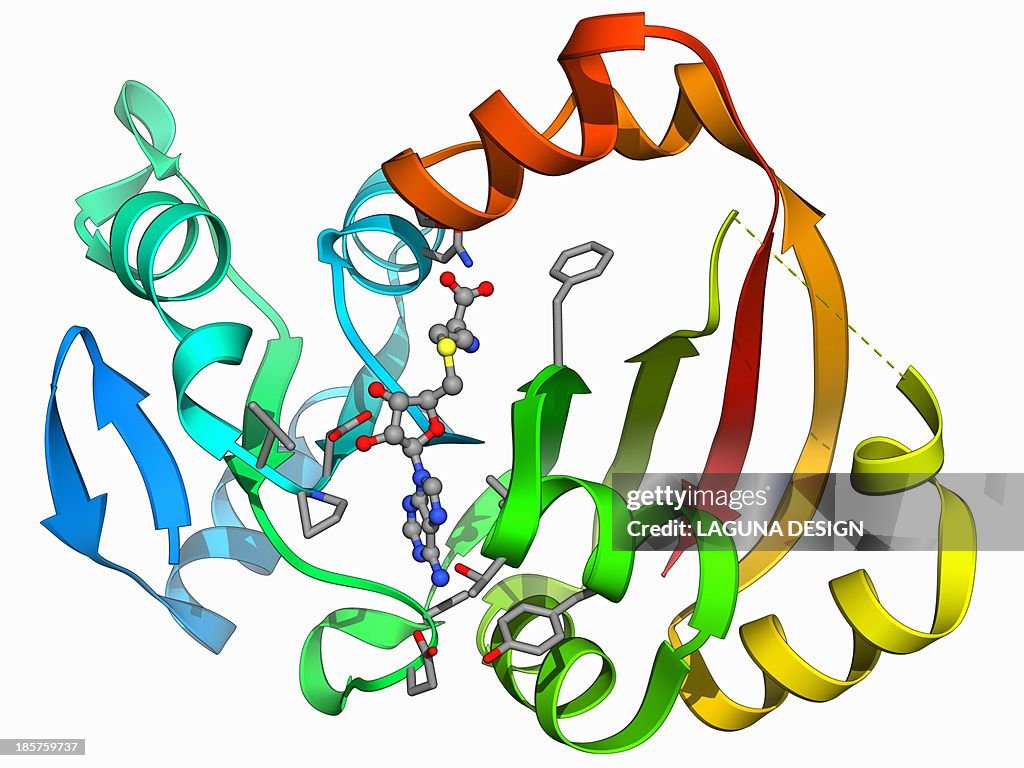 NpmA methyltransferase