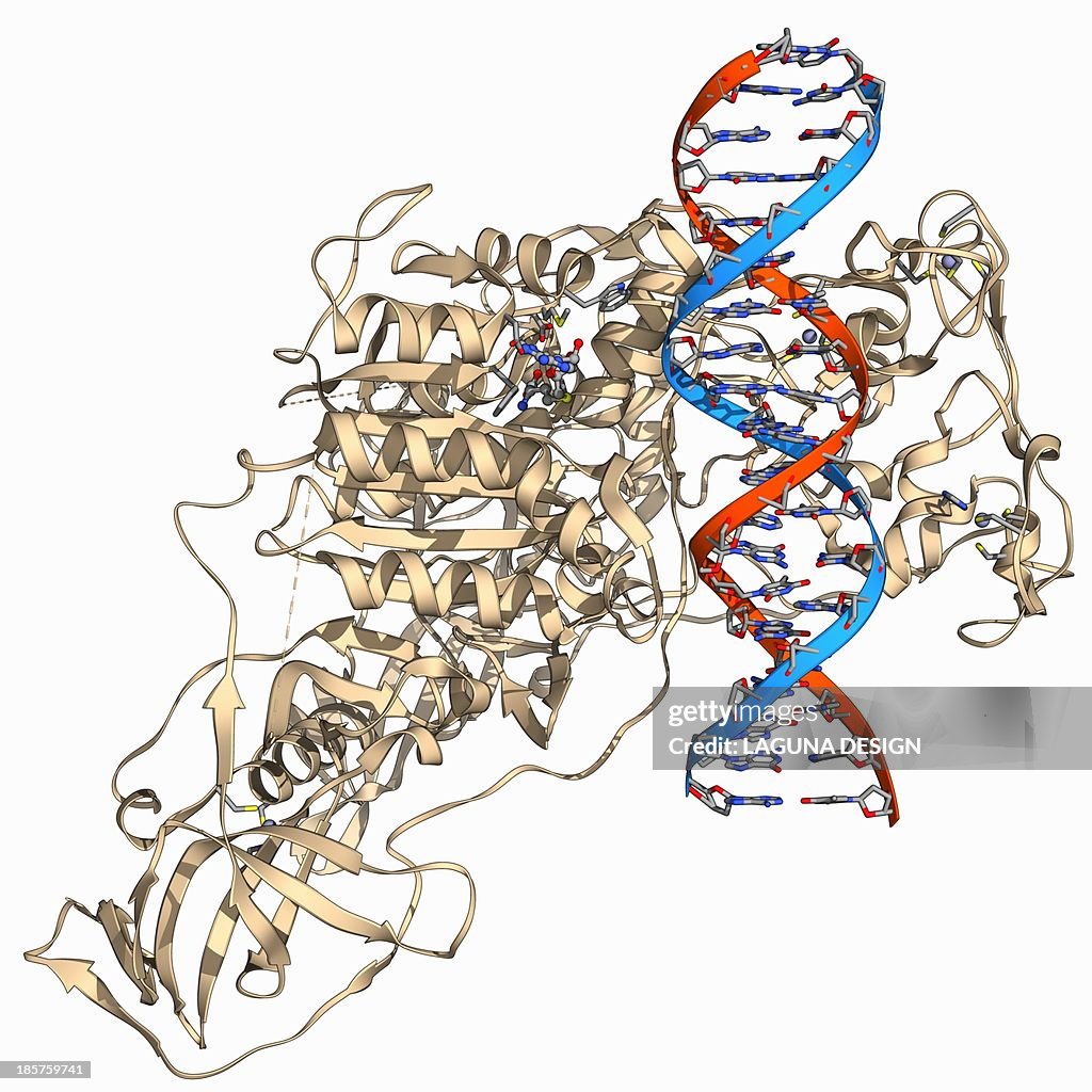 Methyltransferase complexed with DNA