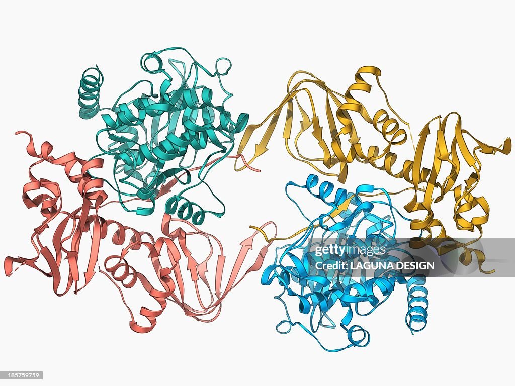 CAMP-dependent protein kinase molecule